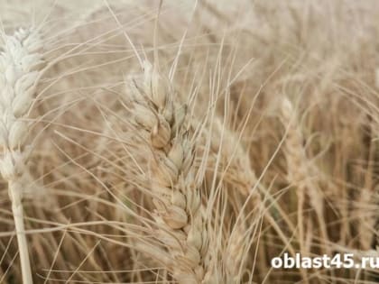 В Курганской области собирают урожай