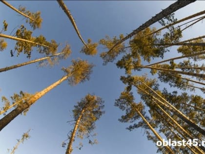 Житель Курганской области лишился лошади из-за берёз