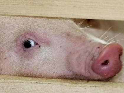 Африканская чума свиней: памятка населению