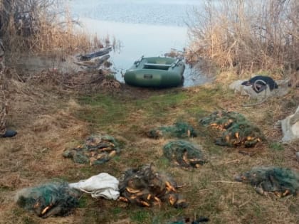 Зауральцу грозит срок за незаконную рыбалку