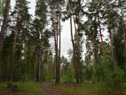В Кургане продлен запрет на посещение лесов