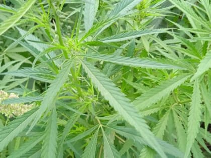 Два наркосадовника из Кургана более 10 лет проведут в колонии