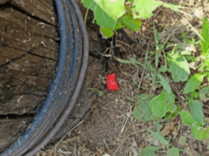 В Кургане задержали жителя одной из азиатских республик с героином в крупном размере