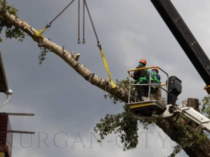 Получить разрешение на снос, посадку, обрезку деревьев и кустарников можно быстрее