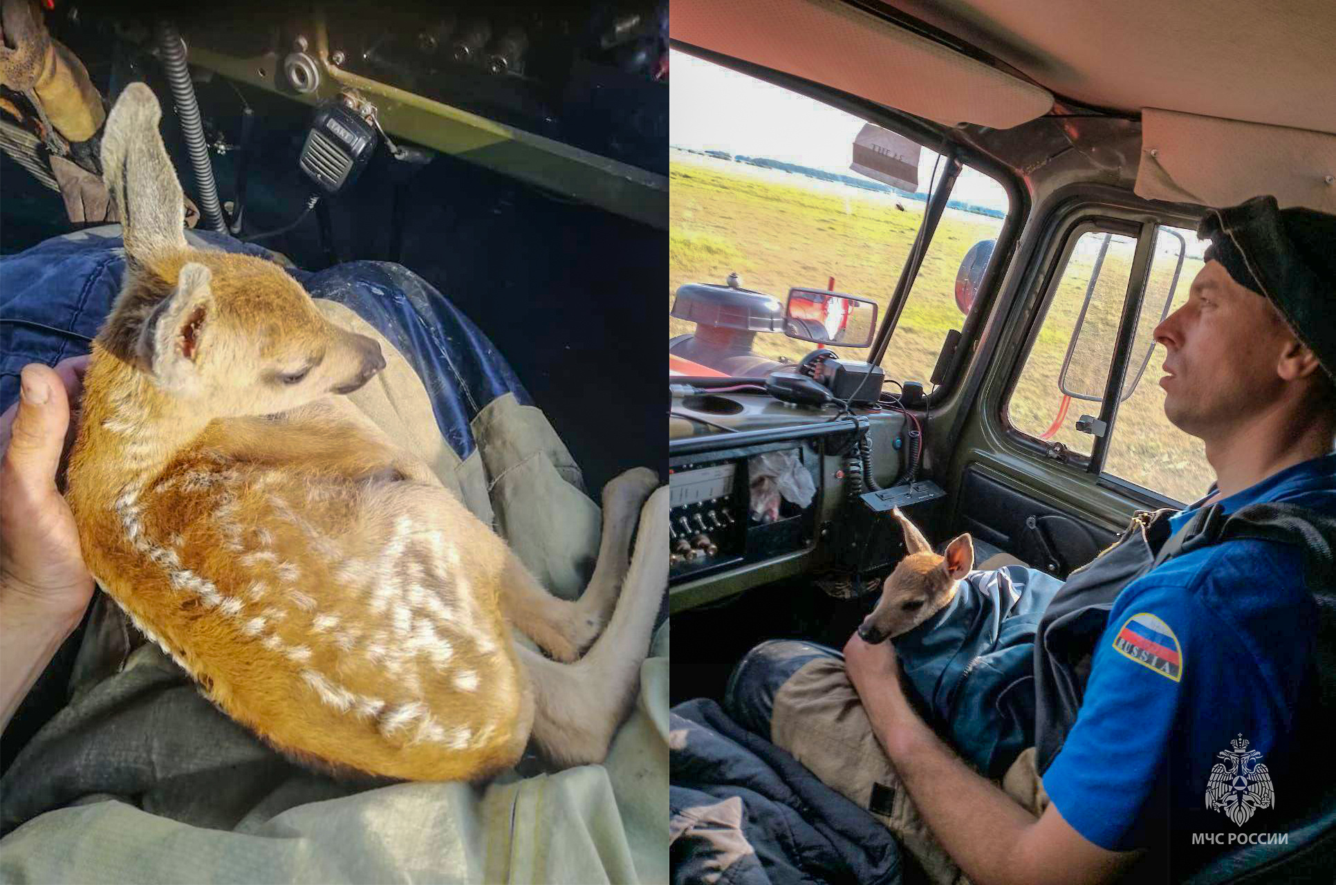 Косуля из казахстана
