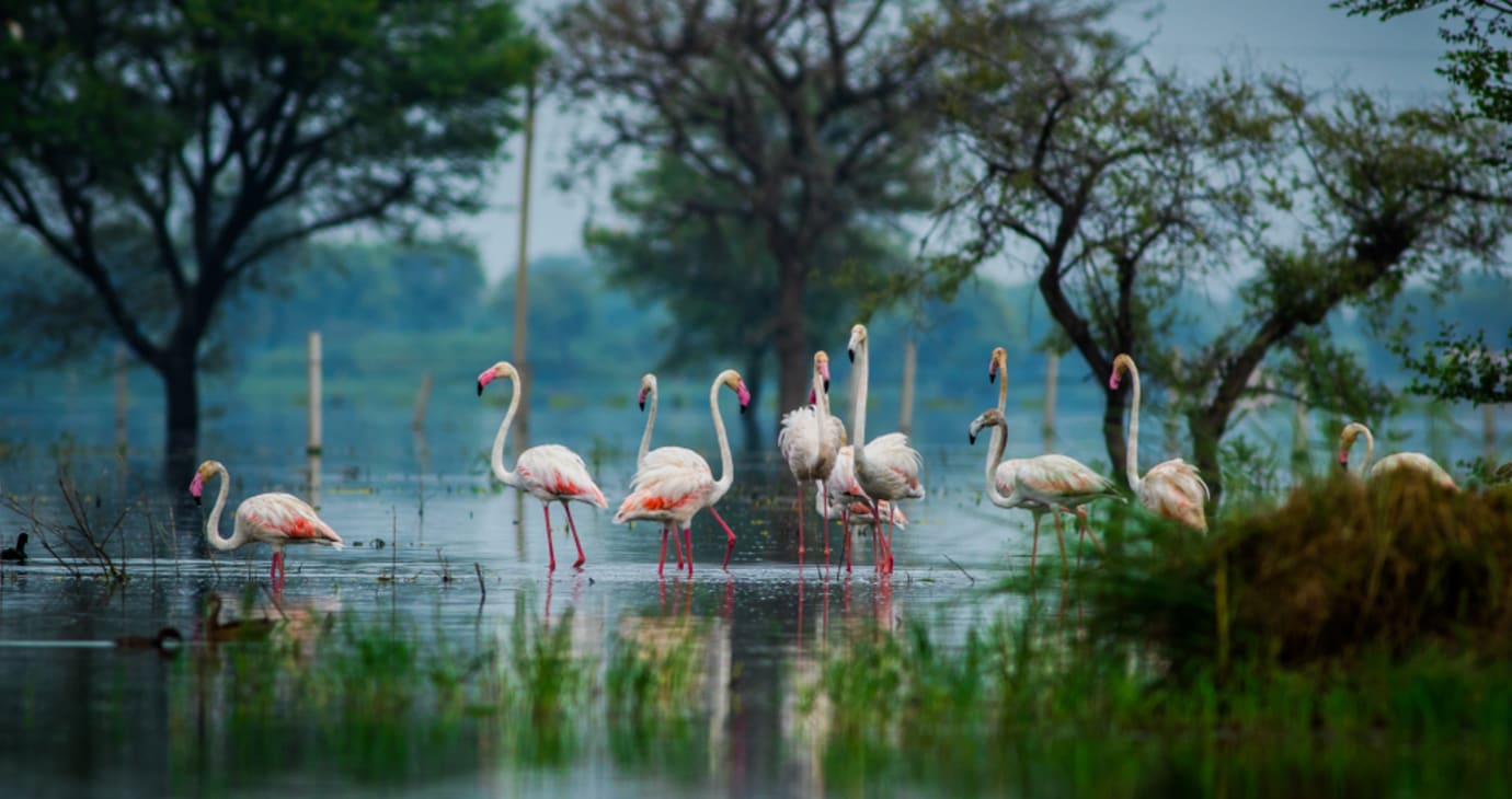 Bharatpur — hotels and resorts with Regenta Rewards