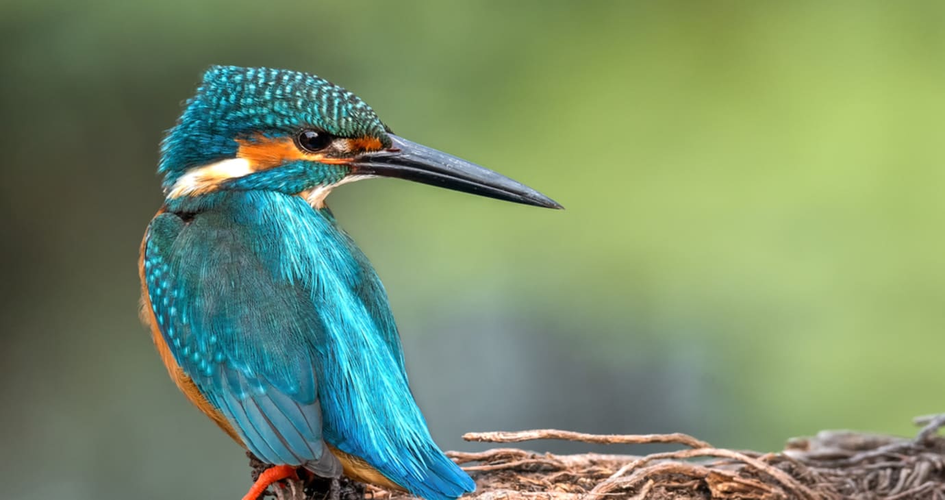 Bharatpur — hotels and resorts with Regenta Rewards