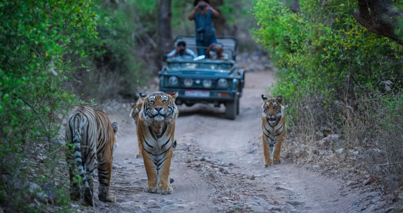 Ranthambore — hotels and resorts with Regenta Rewards