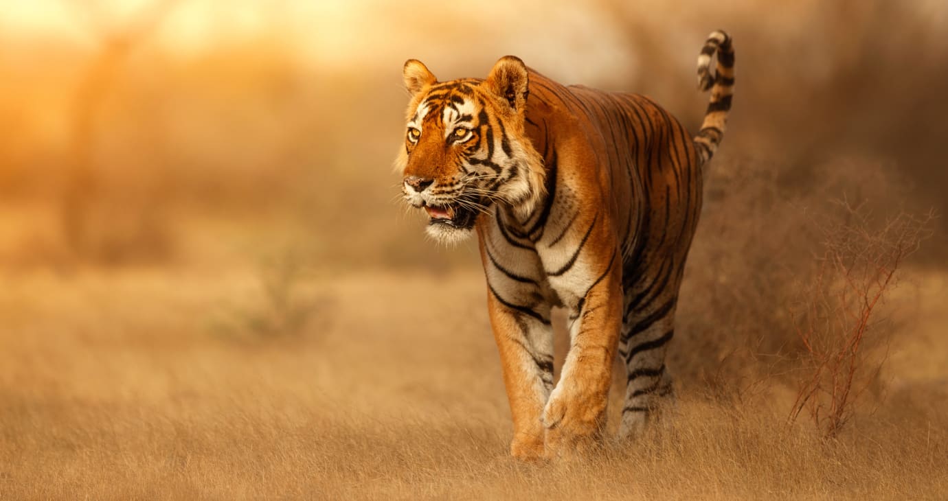 Nagpur — hotels and resorts with Regenta Rewards