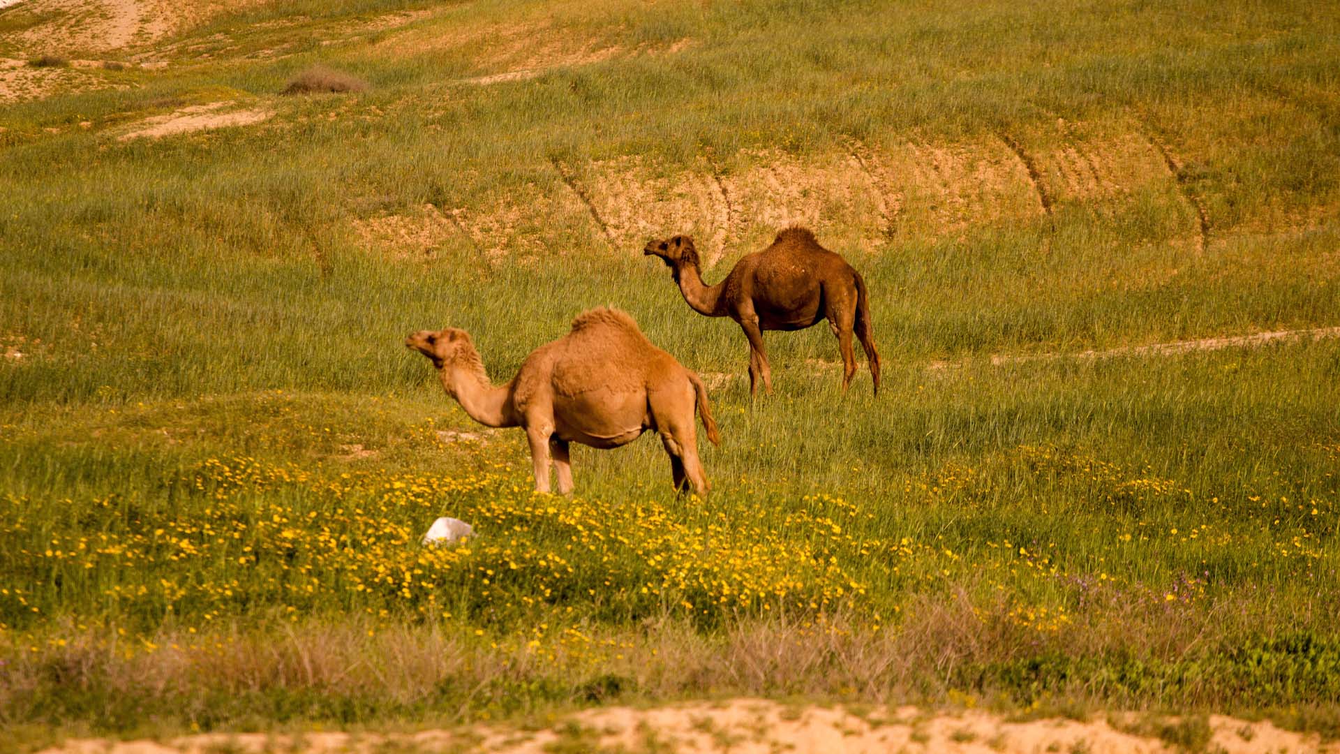 The Use of Camels and Donkeys in Bible, Quran and Modern Discoveries