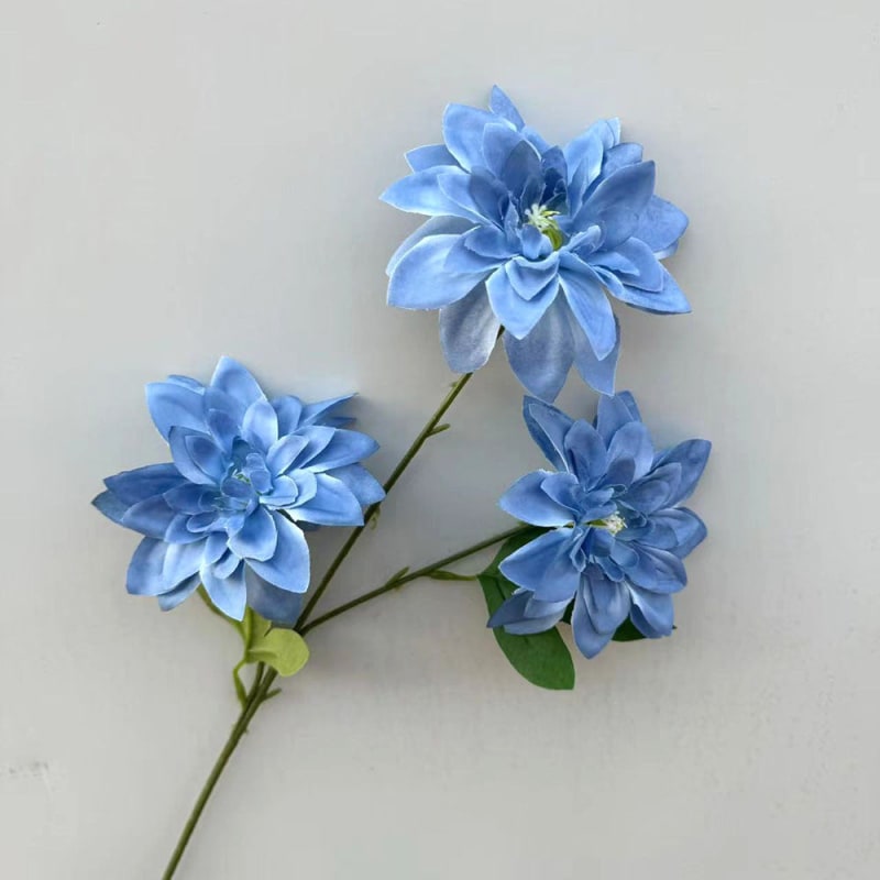 C10 Gina Biru