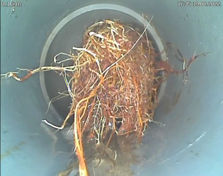 Inspection vidéo d'une canalisation obstruée par des racines pénétrantes