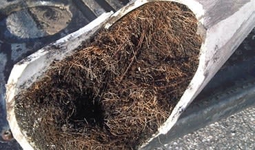 Canalisation envhaie par des racines. Sans une Inspcetion caméra de la canalisation, impossible de diagnostiquer cette avarie