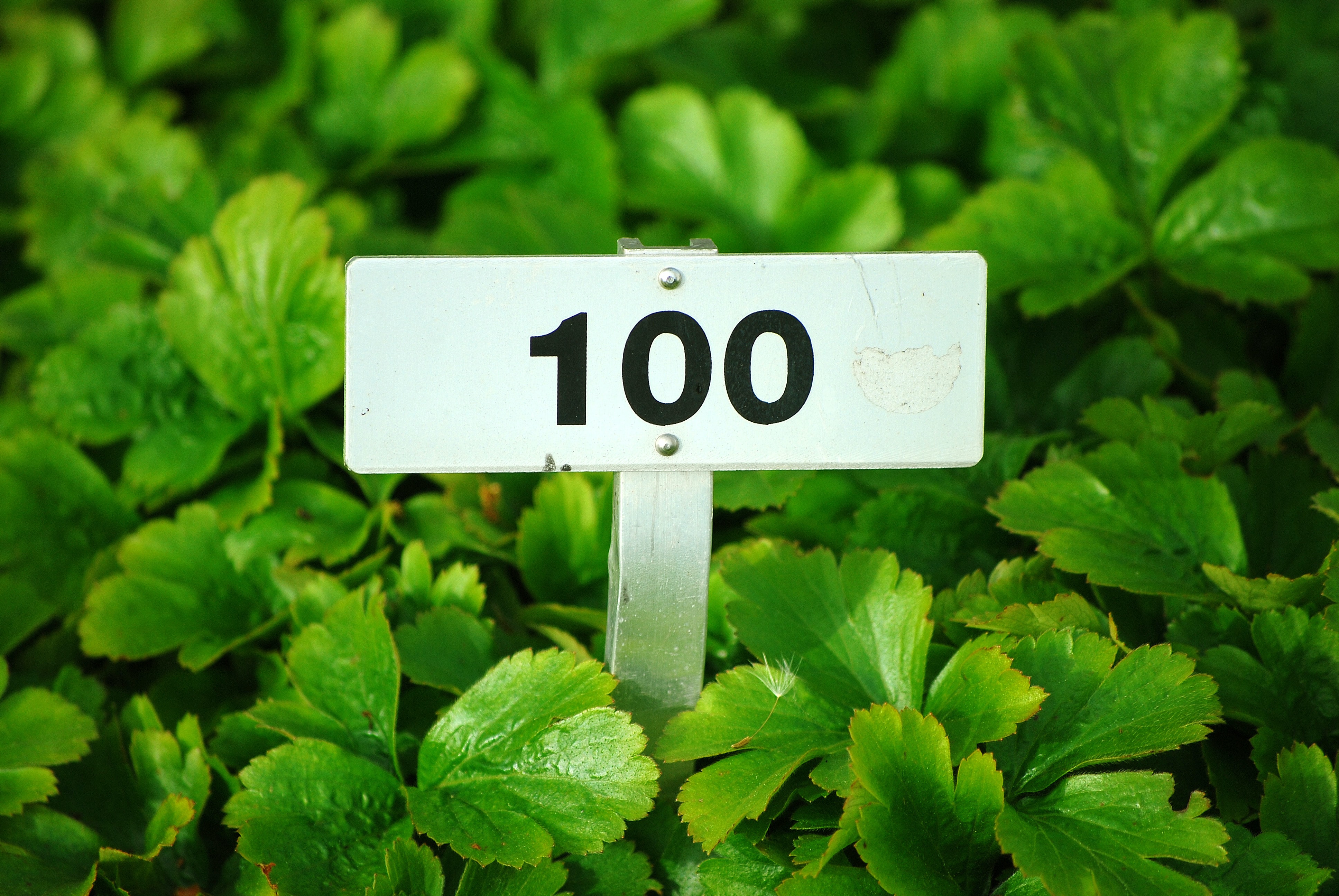 Going. | Top do 100