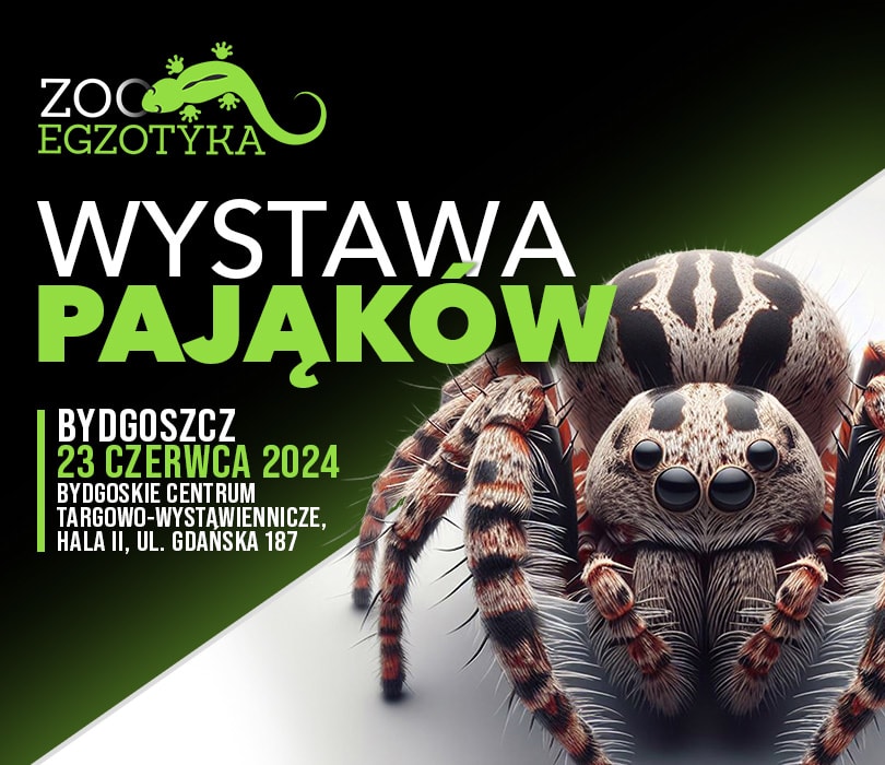 Going. | WYSTAWA PAJĄKÓW Bydgoszcz - Bydgoskie Centrum Targowo-Wystawiennicze