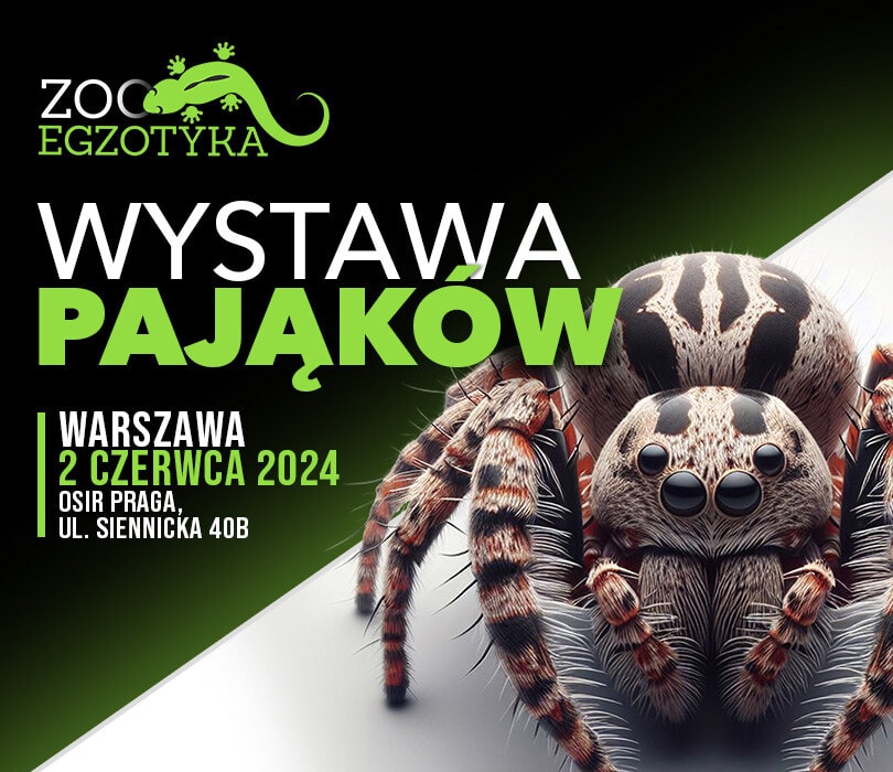 Going. | WYSTAWA PAJĄKÓW  Warszawa - OSiR Praga-Południe