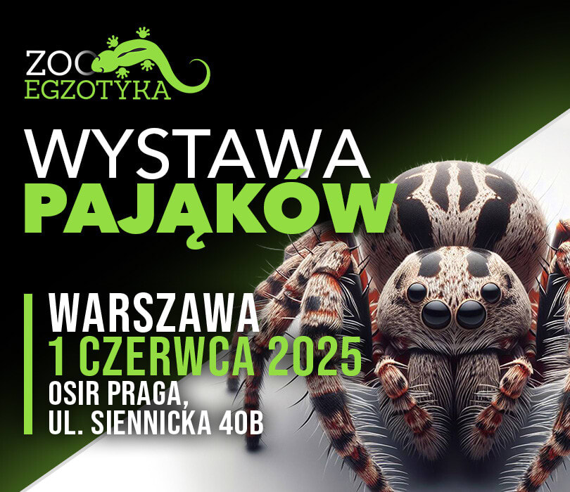 Going. | Wystawa Pająków | Warszawa - OSiR Praga-Południe