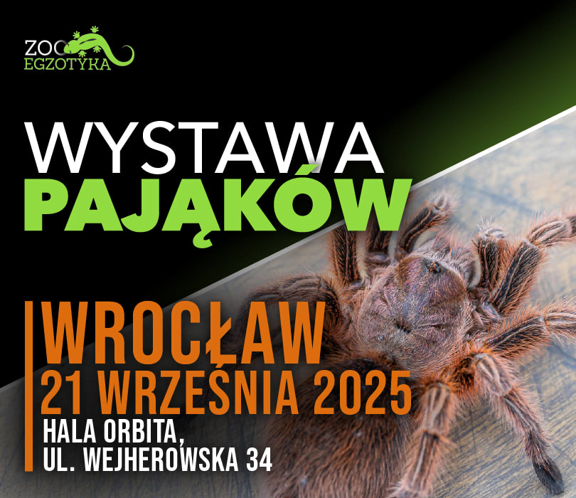 Going. | Wystawa Pająków | Wrocław - Hala Orbita