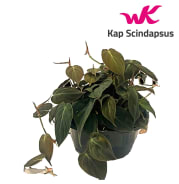 philodendron xanthosoma lindenii Phyllotaenium lindenii – Bold White-Veined Foliage Aroid main image 1