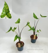 Alocasia Zebrina Reticulata | OZ Planten