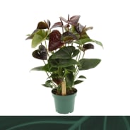 Anthurium (Andreanum) Essencia | Gardenline