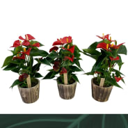live monstera plant Monstera deliciosa (Swiss Cheese Plant)
