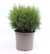 ilex topfpflanze Ilex crenata 'Jenny'  1 Meter hohe Stechpalmenhecke  Winterharte Hec   Planten247.nl