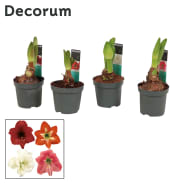 Hippeastrum Kolibri Mix, 2 Bud | OZ Planten