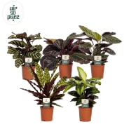 japanische ulme bonsai pflege Bonsai Zelkova (Japanische Ulme) Form S – Secret Garden Plant Shop