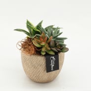 Green arrangements | Gardenline