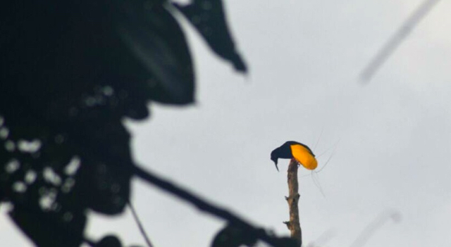 Birdwatching in Papua, Isio Hills Sets an Example of Sustainable Ecotourism
