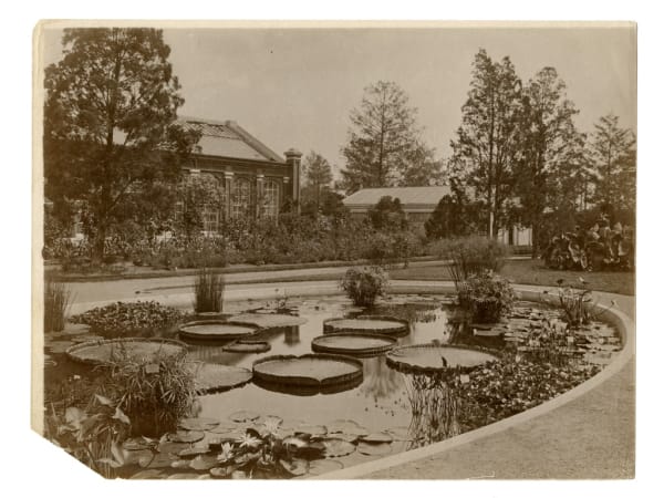 Piper Palm House: The lily pond in front of the Palm House, its brick front showing through the trees behind, 1940s or 1950s.