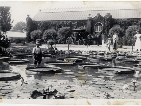 Piper Palm House: A man standing in the lily pond among the giant water-lily pads, with the Palm House across the water behind him, about 1905–1915.