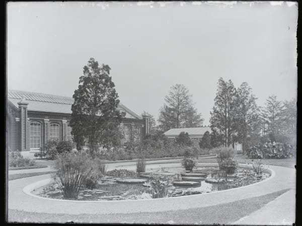 Tower Grove Park Lily Ponds: The lily pond in front of the Palm House, its stone curb ringed by a walk, with giant water-lily pads and tropical plants in the water.