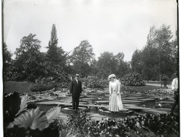 Tower Grove Park Lily Ponds: A man in a boater and a woman in a long coat standing on giant water-lily pads, with boards laid between the pads to bear their weight.