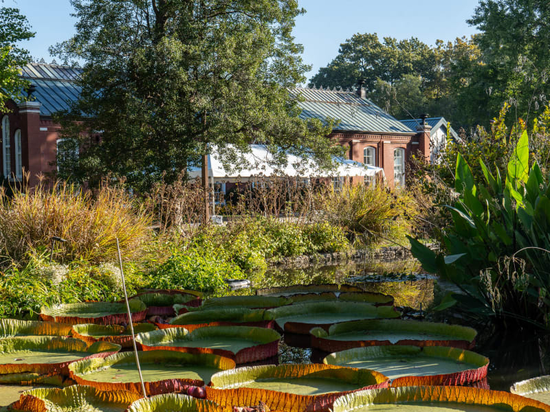 Piper Palm House, 4271 Northeast Drive, St. Louis, photographed October 2026