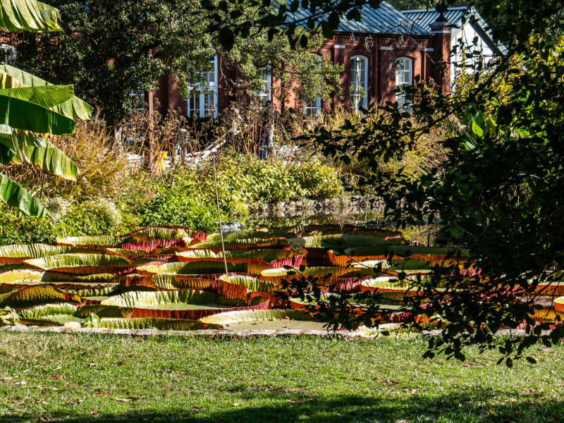Tower Grove Park Lily Ponds, Northeast Drive, St. Louis, photographed October 2026