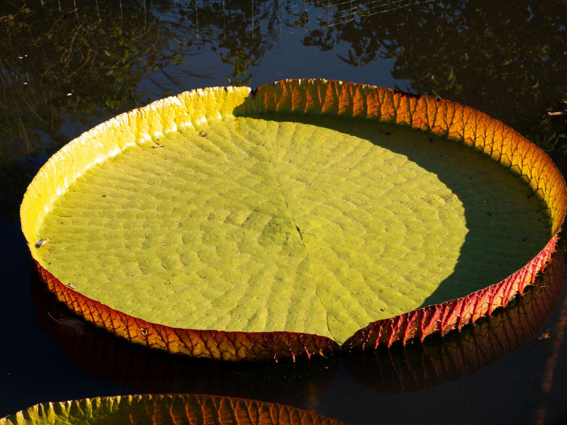 Tower Grove Park Lily Ponds, Northeast Drive, St. Louis, photographed October 2026
