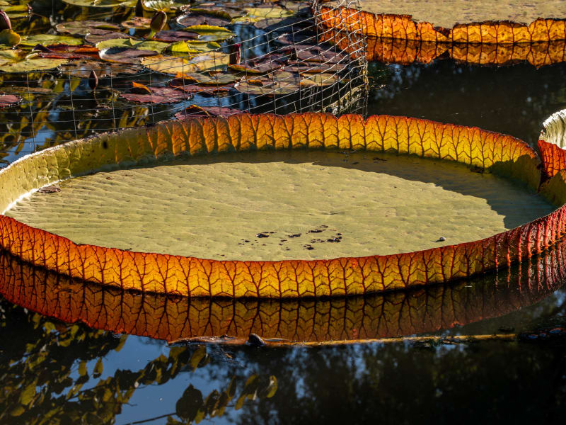 Tower Grove Park Lily Ponds, Northeast Drive, St. Louis, photographed October 2026