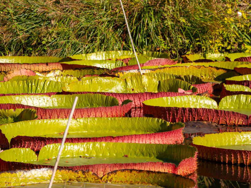 Tower Grove Park Lily Ponds, Northeast Drive, St. Louis, photographed October 2026