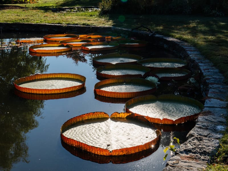 Tower Grove Park Lily Ponds, Northeast Drive, St. Louis, photographed October 2026