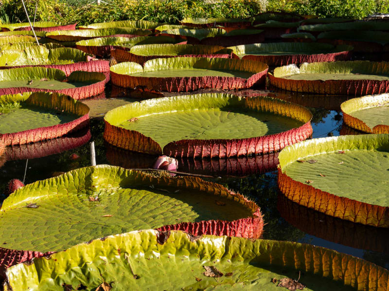 Tower Grove Park Lily Ponds, Northeast Drive, St. Louis, photographed October 2026