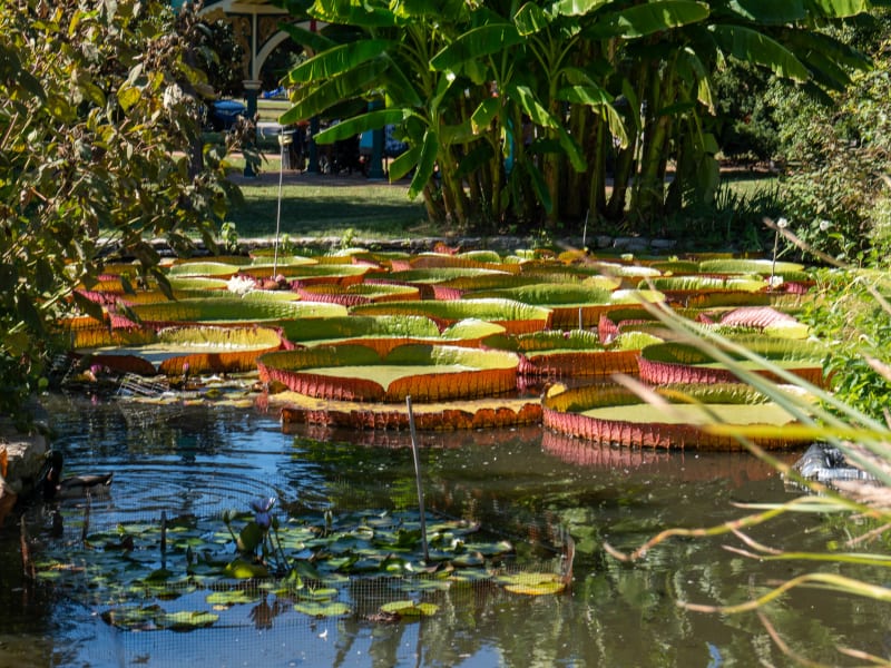 Tower Grove Park Lily Ponds, Northeast Drive, St. Louis, photographed October 2026