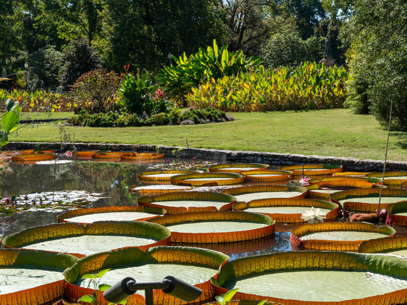 Tower Grove Park Lily Ponds, Northeast Drive, St. Louis, photographed October 2026