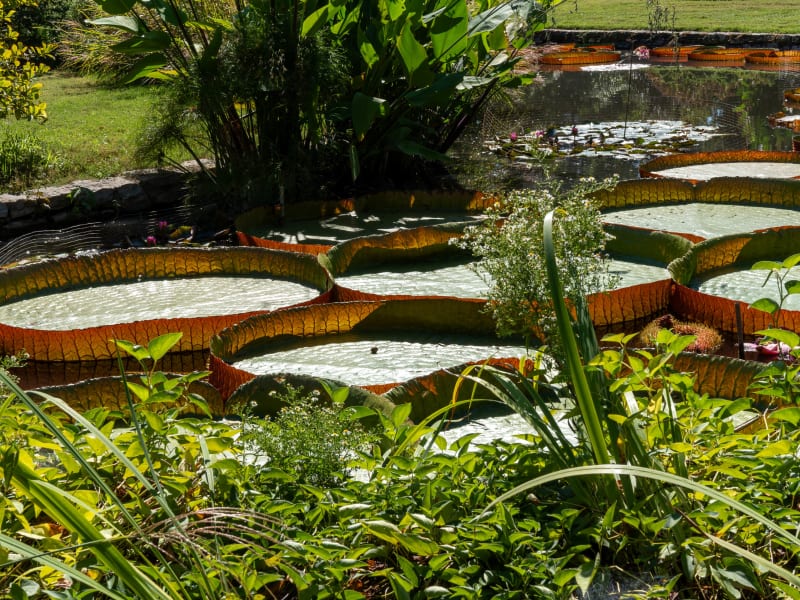 Tower Grove Park Lily Ponds, Northeast Drive, St. Louis, photographed October 2026
