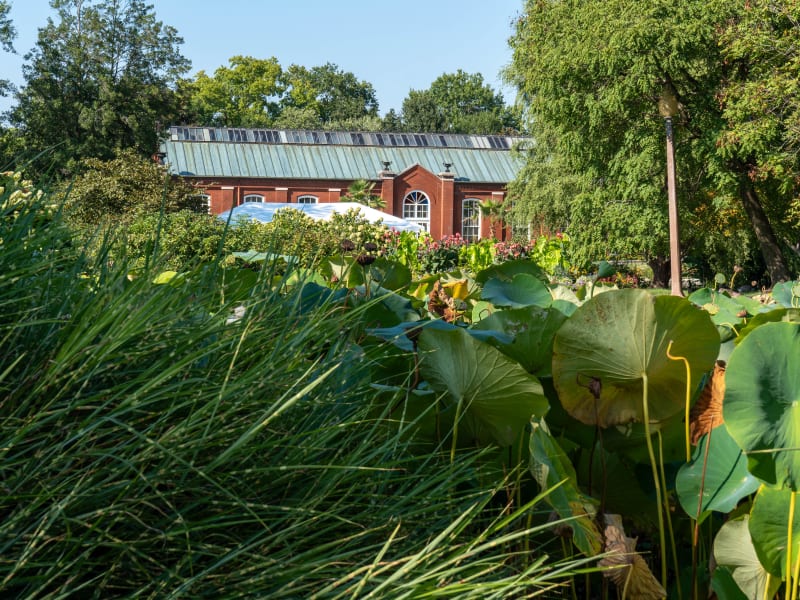 Tower Grove Park Lily Ponds, Northeast Drive, St. Louis, photographed August 2026