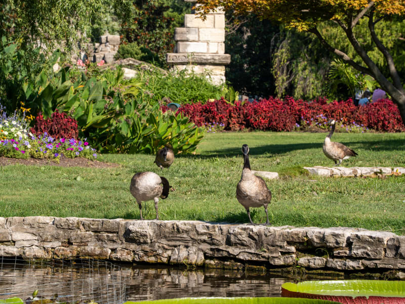 Tower Grove Park Lily Ponds, Northeast Drive, St. Louis, photographed August 2026