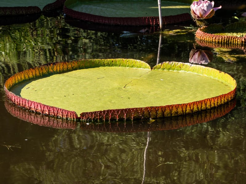 Tower Grove Park Lily Ponds, Northeast Drive, St. Louis, photographed August 2026