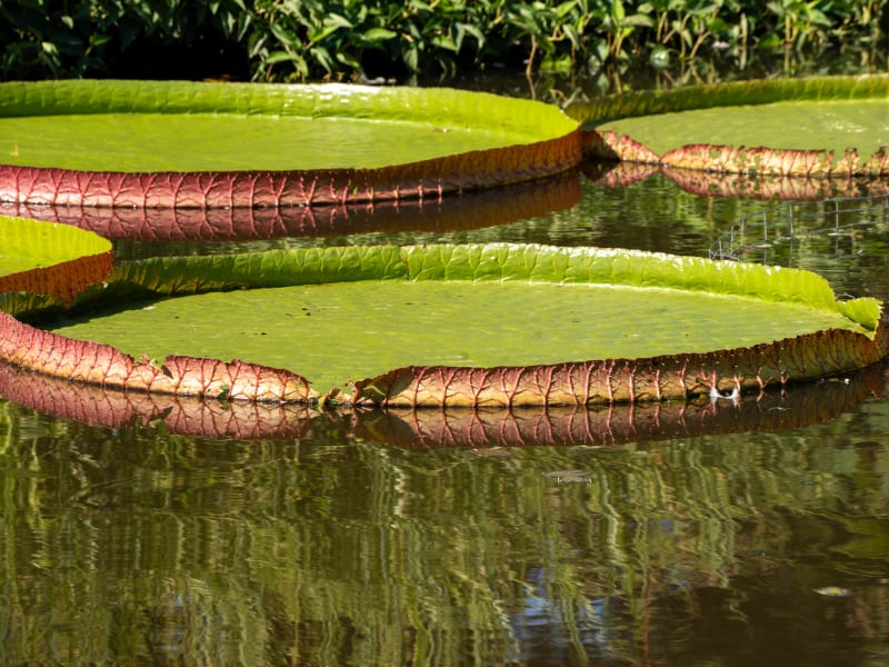 Tower Grove Park Lily Ponds, Northeast Drive, St. Louis, photographed August 2026