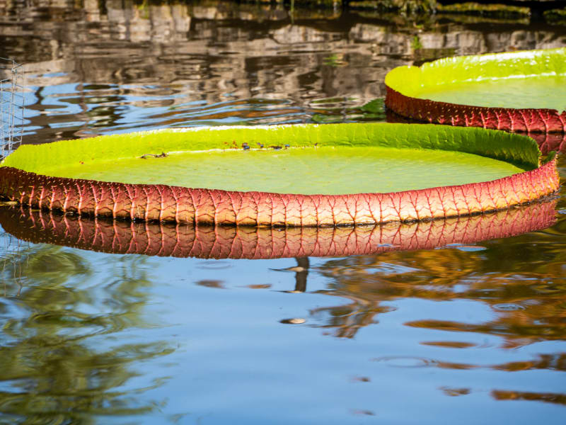 Tower Grove Park Lily Ponds, Northeast Drive, St. Louis, photographed August 2026